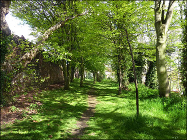 woodland before removal