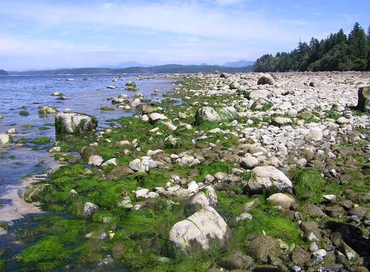shoreline, Smelt Bay