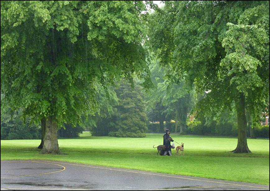 dog walk in the rain
