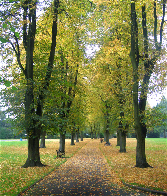 tress in alexandra park 2011