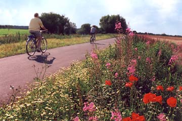 cycletrack and flowers