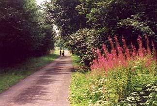 flowers by the cycletrack